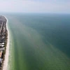Hơn 8.000km bờ biển bang Florida bị thủy triều đỏ tấn công