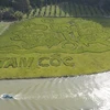 Ninh Bình: Độc đáo bức tranh "Lý ngư vọng nguyệt" trên cánh đồng lúa