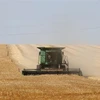 Ukraine: Sản lượng ngũ cốc có thể giảm tới 20% do thời tiết khô hạn 