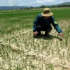 Khoảng 2.000ha lúa tại tỉnh Thừa Thiên-Huế có nguy cơ bị hạn hán 