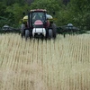 Hạn hán đe dọa các vụ ngô và đậu tương mới gieo hạt tại Mỹ