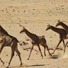 Hồi sinh loài hươu cao cổ Angola sau một thời gian dài vắng bóng