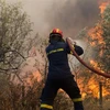Hy Lạp nỗ lực khống chế các vụ cháy rừng nghiêm trọng hoành hành