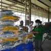Giá gạo xuất khẩu của Việt Nam lên mức cao nhất trong hơn một thập kỷ