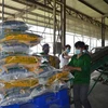 Giá gạo 5% tấm xuất khẩu của Việt Nam ở mức đỉnh của 15 năm