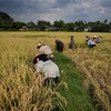 Doanh nghiệp Thái Lan kêu gọi chính phủ kiềm chế can thiệp vào giá gạo