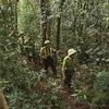 Kon Tum và Attapeu của Lào tăng cường công tác quản lý, bảo vệ rừng