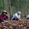 Đắk Lắk: Hiệu quả của mô hình trồng nấm Linh chi đỏ dưới tán rừng 