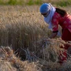 FAO kêu gọi tăng an ninh và tính bền vững của hệ thống lương thực