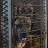 Các chính đảng Hàn Quốc thúc đẩy luật cấm ăn thịt chó