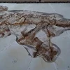 Một bộ hóa thạch khủng long. (Nguồn: Xinhua)