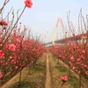 Những vườn đào nở rộ đón Xuân dưới khu vực chân cầu Nhật Tân. (Ảnh: Nhật Anh/ TTXVN)