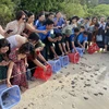 Các đoàn du khách rất thích thú khi tự tay mình thả rùa con về biển Vườn Quốc gia Côn Đảo. (Ảnh: TTXVN)