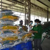 Sản xuất gạo tại Công ty Cổ phần Tập đoàn Tân Long - Chi nhánh Đồng Tháp (xã Định An, huyện Lấp Vò, Đồng Tháp). (Ảnh: Nhựt An/TTXVN)