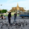 Khách du lịch cho bồ câu ăn tại Phnom Penh, Campuchia. (Ảnh: AFP/TTXVN)