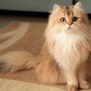 Top 10 chú mèo giàu nhất thế giới với tổng tài sản hơn 100 triệu USD 