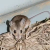 Chuột bản địa nhỏ nhất của Australia dài từ 5-7cm và nặng khoảng 6 gram. (Nguồn: theconversation)