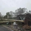 Do ảnh hưởng của bão Megan, vùng vịnh Carpentaria đã ghi nhận lượng mưa lớn và gió mạnh. (Nguồn: Supplied)