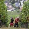 Nông dân thu hoạch nho tại Alsace, Pháp. (Ảnh: AFP/TTXVN)