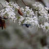 Hà Nội: Hoa sưa nở trắng tinh khôi giữa mùa cây thay lá