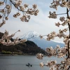 Chiêm ngưỡng vẻ đẹp của hoa anh đào và núi Phú Sĩ