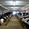 Một trang trại nuôi bò sữa. (Ảnh: Dairy farmers of Canada/TTXVN)