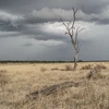 Cây chết do hạn hán tại Zimbabwe. (Ảnh: AFP/TTXVN)