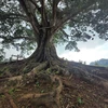 Thân cây to lớn, rễ cây như những dải lụa quấn quanh, bám sâu vào lòng đất như níu giữ sự trường tồn cùng thời gian. (Ảnh: Nguyễn Oanh/TTXVN)