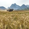 Thu hoạch lúa mì trên cánh đồng ở tỉnh Vân Nam, Trung Quốc. (Ảnh: THX/TTXVN)