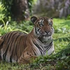 Vụ dân thấy hổ trong rừng phòng hộ Quảng Bình: Tránh gây hoang mang cho dân