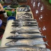 Khám phá chợ hải sản tươi ngon tại Hạ Long