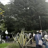 Người dân địa phương và du khách ngắm cây Thùa nở hoa tại công viên Hibiya ở Tokyo. (Ảnh: Nguyễn Tuyến/TTXVN)