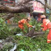 Lực lượng chức năng dọn cây bị gãy đổ do siêu bão Yagi ở huyện Từ Văn, Trạm Giang, tỉnh Quảng Đông (Trung Quốc) ngày 7/9. (Ảnh: THX/TTXVN)