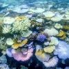 San hô bị tẩy trắng tại Rạn san hô Great Barrier. (Ảnh: Getty Images/TTXVN)