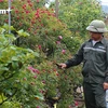 Nông dân Mê Linh đang chăm sóc hoa chuẩn bị trưng bày tại Fesival. (Ảnh: Hoàng Đạt/Vietnam+)