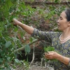"Học trộm" nghề làm nem thính Bùi Xá đúng chất ở Bắc Ninh