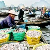 [Photo] "Chợ lội" bến Do tấp nập cảnh mua bán hải sản buổi sớm