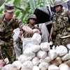 Colombia thu giữ hơn 3 tấn cần sa khi trấn áp tội phạm ma túy