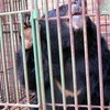 [Photo] Tình trạng "bức tử" loài gấu quý hiếm ở các trại nuôi tư nhân