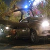 TP Hồ Chí Minh: Cây lớn bật gốc đè bẹp hai xe ôtô đang dừng đèn đỏ