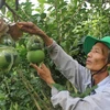 [Photo] Nông dân kiếm tiền tỷ nhờ tạo hình trên trái cây tết