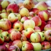 Lo ngại khuẩn, Sri Lanka ra lệnh cấm nhập khẩu táo từ Mỹ 