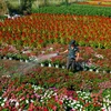 [Photo] TP.HCM: Hoa Tết nhà vườn rực rỡ "nhuộm màu" thành phố