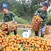 [Photo] Tuyên Quang: Nông dân huyện Hàm Yên làm giàu từ cây cam sành