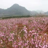 [Photo] Ngỡ ngàng đào Nhật Tân "nhuộm hồng" vùng cao Tây Bắc