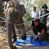 [Photo] Đắk Lắk cứu chữa cá thể voi hoang dã bị cụt bàn chân