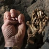 Công bố phát hiện khảo cổ mới về nguồn gốc cụ tổ của loài người