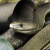 [Photo] 14 sự thật không thể ngờ về thế giới của loài rắn