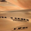 Sa mạc Liwa. (Nguồn: AFP/TTXVN)