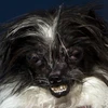 Chú chó lông dài Peanut đã chiến thắng danh hiệu 'chú chó xấu nhất thế giới' tại cuộc thi ở hội chợSonoma-Marin. (Nguồn: ibtimes)